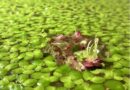 Duckweed (Lemna minor): Tanaman Kecil dengan Peran Besar dalam Bioremediasi